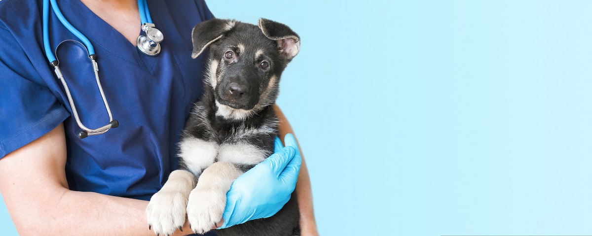 Si vous pensez que votre animal est malade, vous devez vous rendre chez un vétérinaire et faire examiner l'animal. 